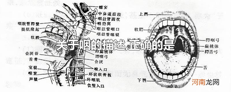 关于咽的描述,正确的是