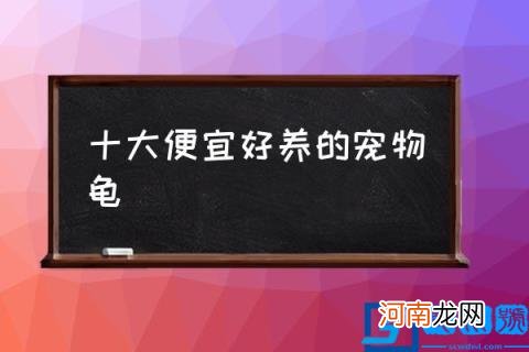 十大便宜好养的宠物龟,哪种乌龟比较好养？