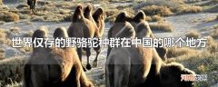 世界仅存的野骆驼种群在中国的哪个地方