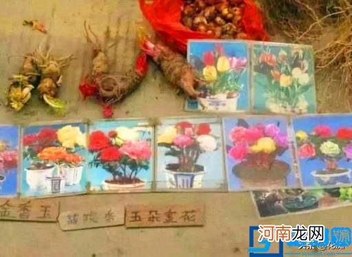 一群花痴是什么意思 都是花痴啥意思