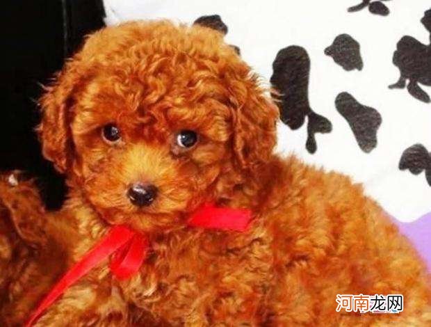 泰迪犬多少钱一只 迷你泰迪犬多少钱一只