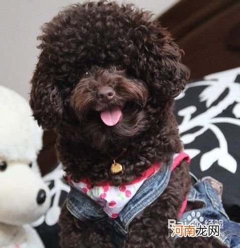 泰迪犬多少钱一只 迷你泰迪犬多少钱一只