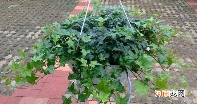 在家如何种植常青藤 常青藤的养殖方法技巧