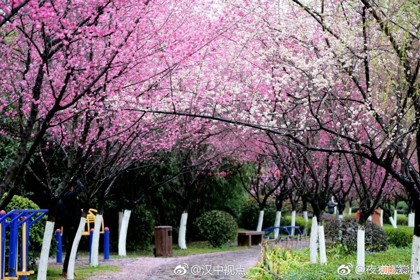 夜来风雨声花落知多少 夜来风雨声花落知多少的前两句是什么