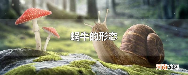 蜗牛的形态