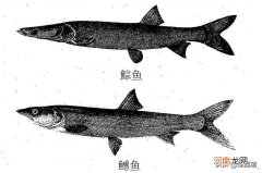鳡鱼多少钱一斤 2021江苏鳡鱼多少钱一斤