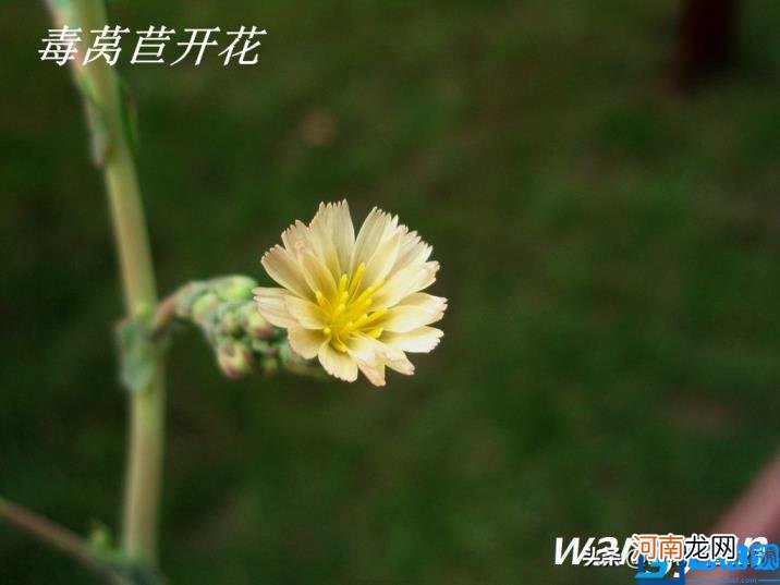 认识有毒野菜——毒莴苣 莴笋叶子的危害