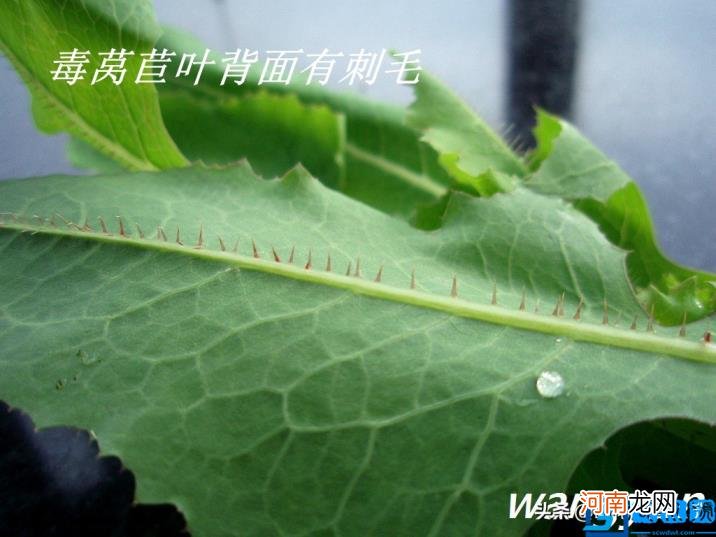 认识有毒野菜——毒莴苣 莴笋叶子的危害