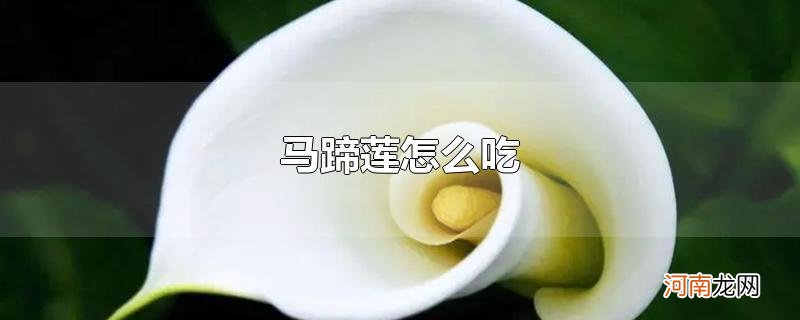 马蹄莲怎么吃