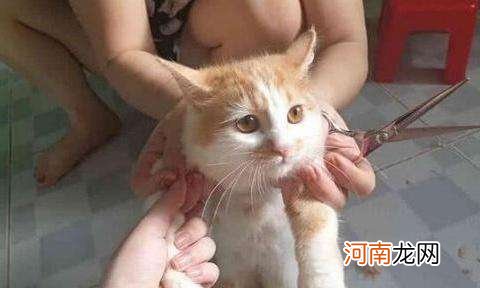 被猫抓伤多少天过危险期 被猫抓伤多少天内打针有效