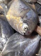 鲳鱼多少钱一斤 鲳鱼多少钱一斤市场价2022