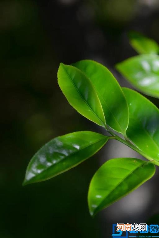 鸭屎香茶的功效与作用禁忌 鸭屎香是什么茶的功效