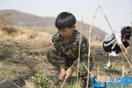 荠菜荠菜图片 荠菜图片欣赏