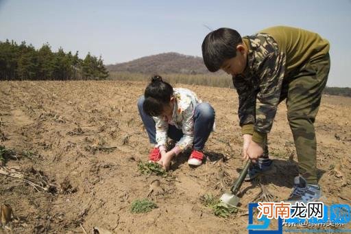 荠菜荠菜图片 荠菜图片欣赏