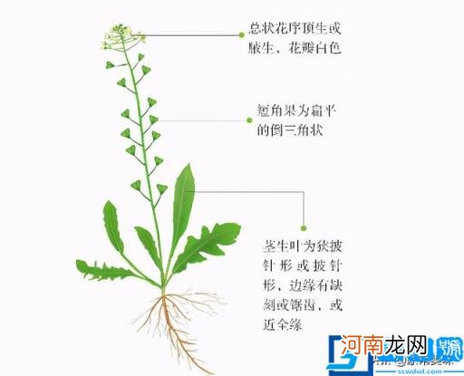 荠菜荠菜图片 荠菜图片欣赏