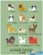 狗的介绍英文 关于狗的介绍英文