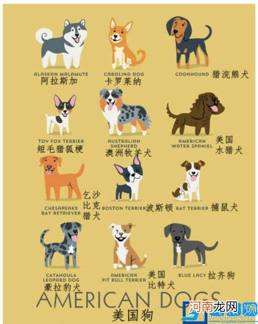 狗的介绍英文 关于狗的介绍英文