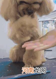 什么狗便宜在300以下 什么狗最便宜