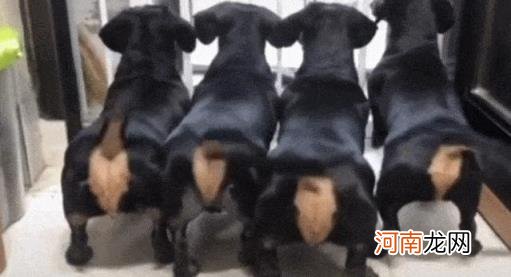 什么狗便宜在300以下 什么狗最便宜