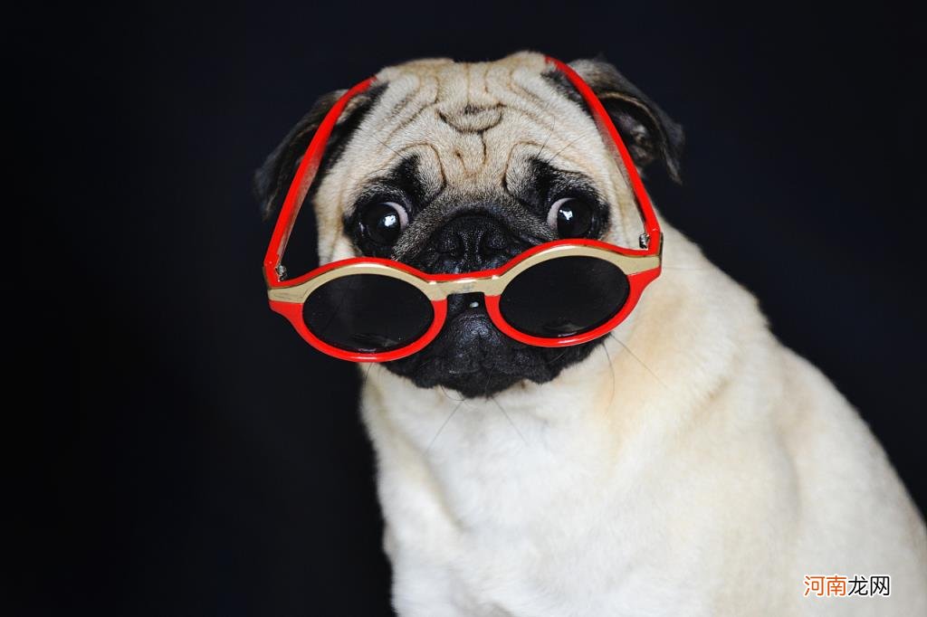 什么狗便宜在300以下 什么狗最便宜