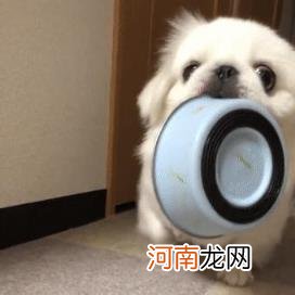 什么狗便宜在300以下 什么狗最便宜