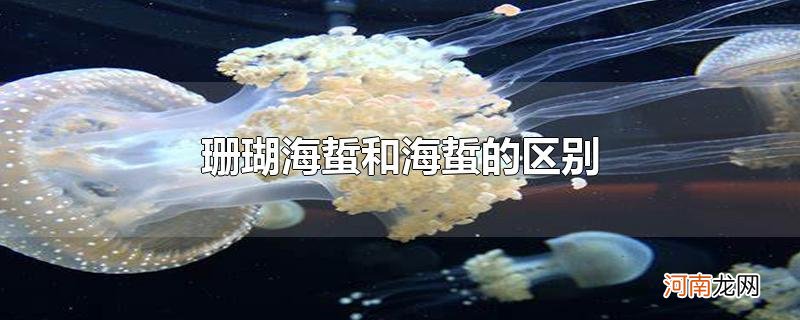 珊瑚海蜇和海蜇的区别