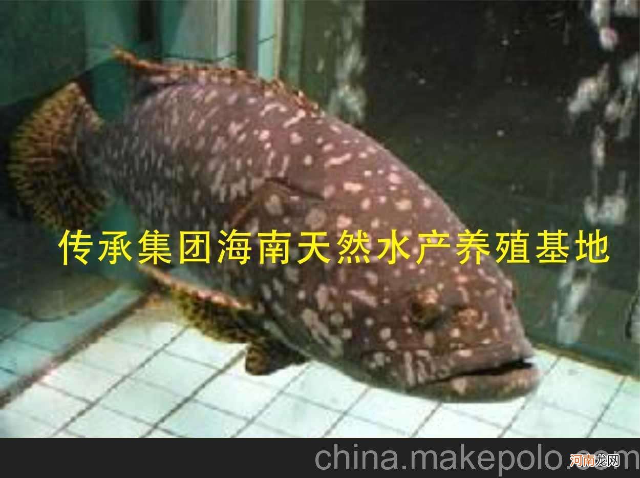 石斑鱼多少钱一斤 石斑鱼多少钱一斤市场价