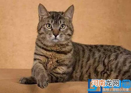 本土猫咪图片 中国本土猫图片