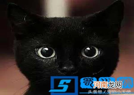 本土猫咪图片 中国本土猫图片