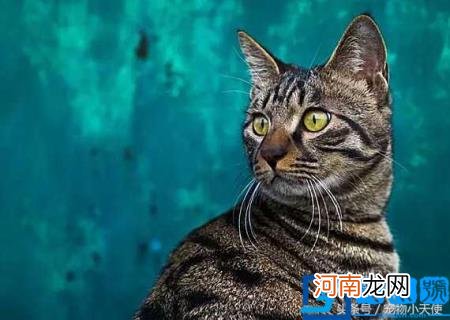 本土猫咪图片 中国本土猫图片