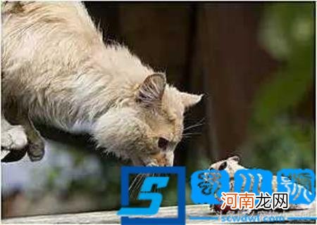 本土猫咪图片 中国本土猫图片