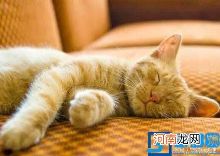 本土猫咪图片 中国本土猫图片