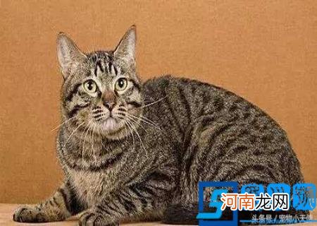 本土猫咪图片 中国本土猫图片