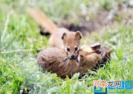 黄鼠狼图片大全大图 真实 黄鼠狼图片大全