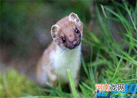 黄鼠狼图片大全大图 真实 黄鼠狼图片大全