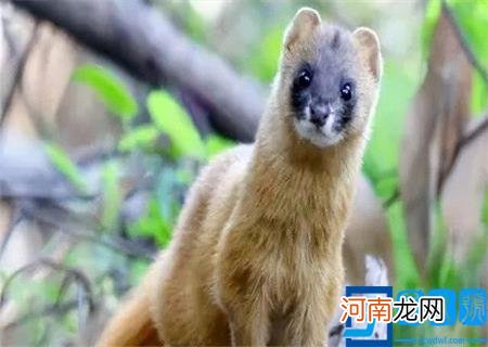 黄鼠狼图片大全大图 真实 黄鼠狼图片大全