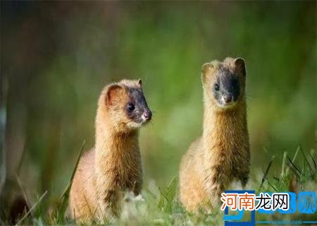 黄鼠狼图片大全大图 真实 黄鼠狼图片大全