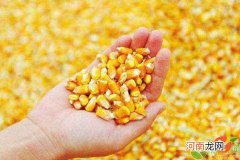 干玉米多少钱一斤 云南干玉米多少钱一斤