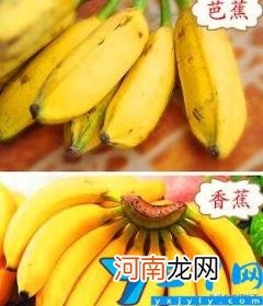 香蕉与芭蕉有什么不一样 香蕉与芭蕉的区别