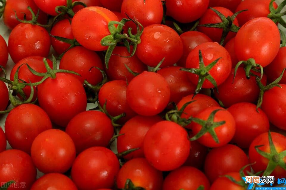 小西红柿与圣女果的区别 小番茄和圣女果一样吗哪个好吃