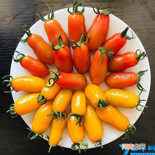 小西红柿与圣女果的区别 小番茄和圣女果一样吗哪个好吃