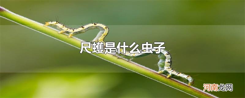 尺蠖是什么虫子