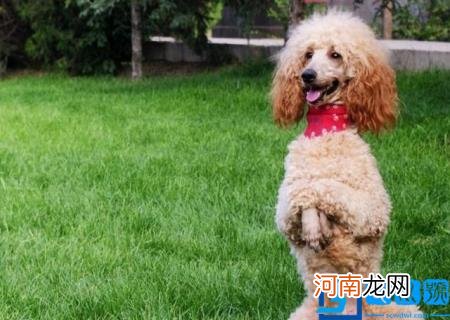 中型犬适合家养的图片 适合家养的小型犬图片大全