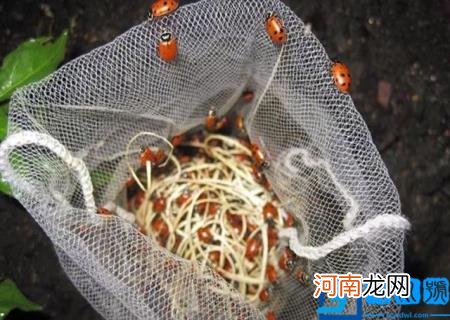 七星瓢虫用什么吃东西 七星瓢虫吃什么东西作为食物