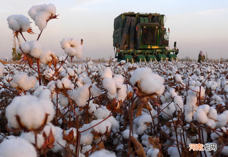 新疆棉花多少钱一斤 新疆今年棉花多少钱一公斤