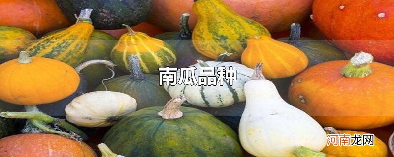 南瓜品种