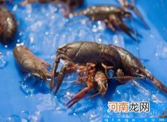 小龙虾多少钱一斤市场价2022 龙虾批发8一10元一斤