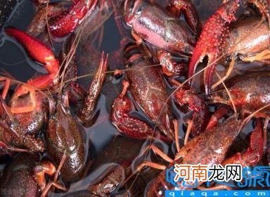 小龙虾多少钱一斤市场价2022 龙虾批发8一10元一斤