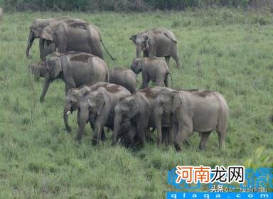 象群首领一般由公象还是母象担任 象群是母系社会么