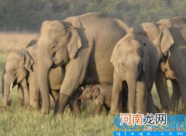 象群首领一般由公象还是母象担任 象群是母系社会么